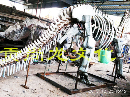 6米异特龙化石骨架